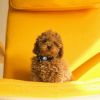 For AirTag Tracker Waterproof Protection Case Pet Leather Collar